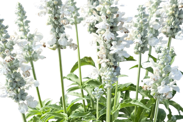 white thumb7.png